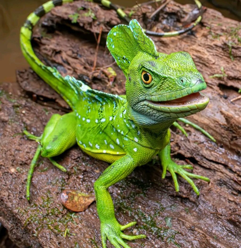 Okunghi (Green Basilisk)