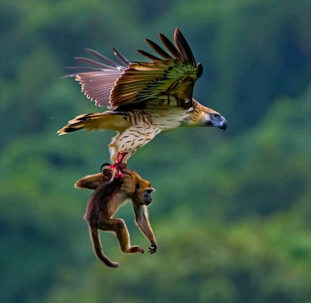 Enyam  (Eagle)