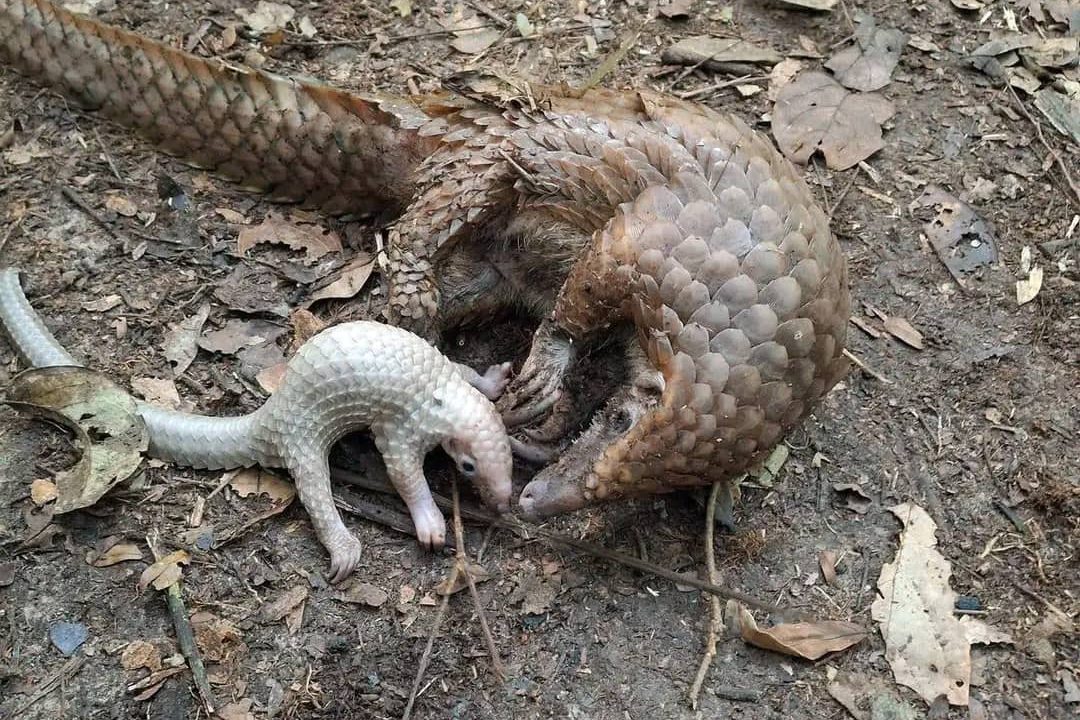 Ikah (Pangolin)